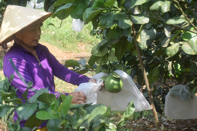 2-145714_963.jpg Mẹ anh Lỡ Ngọc Vinh giúp con trai chăm sóc bưởi. Ảnh: V.Đ.T.